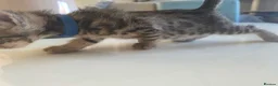 Bengal cats for sale: Bengal mix kittens - Advert 29