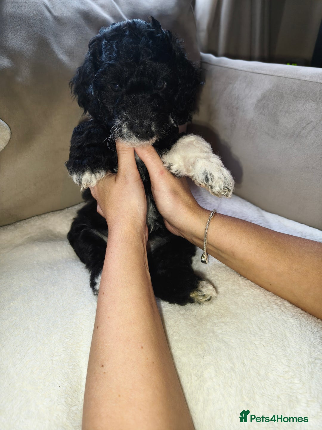 Cockapoo dogs for sale: F1b Cockapoo Puppies Last 3 Available – Ready Now. - Advert 9