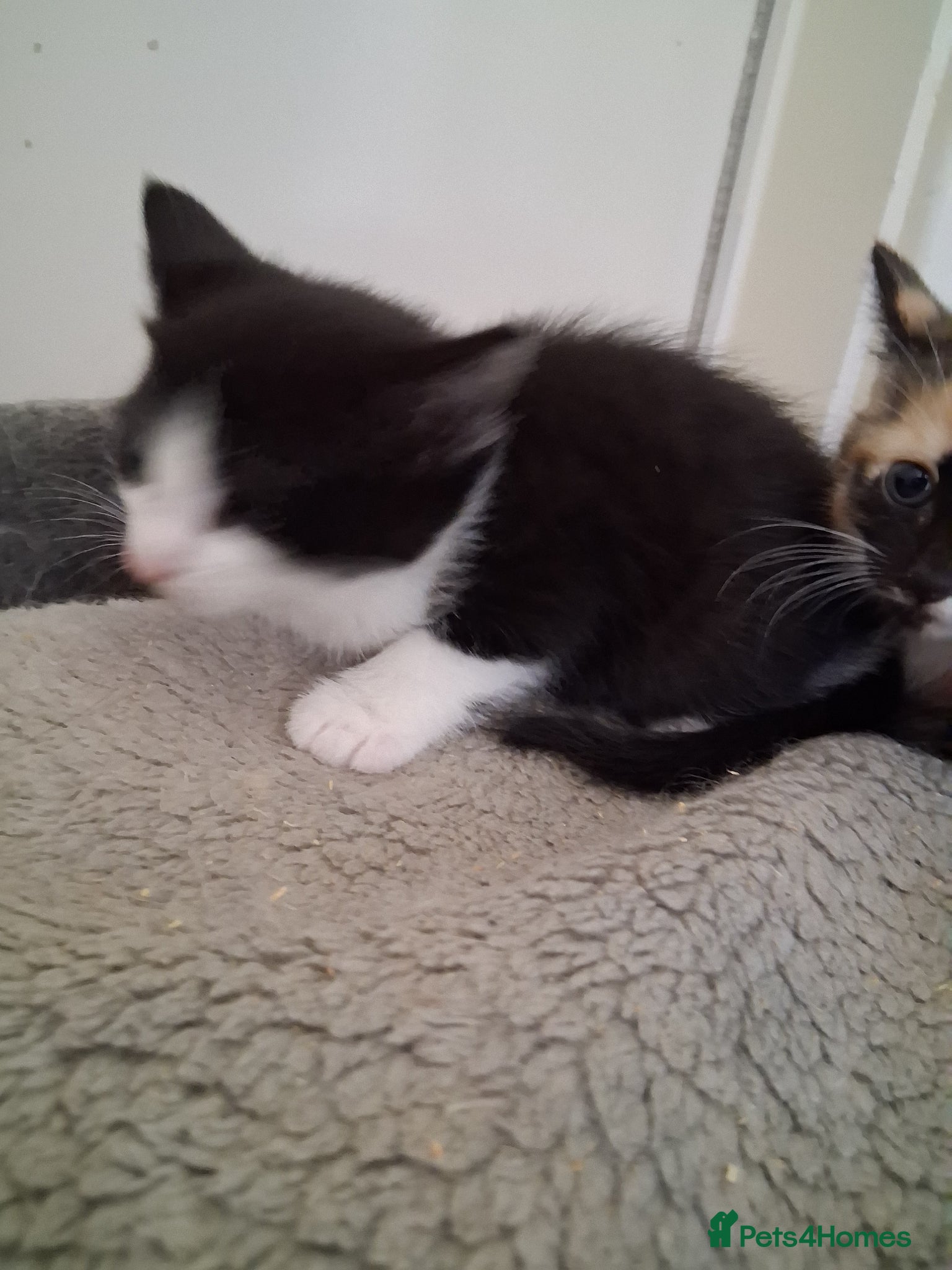Domestic Shorthair cats for sale: 2 BEAUTIFUL KITTENS AND MUM AVAILABLE - Advert 8