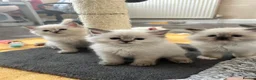 Ragdoll cats for sale: Stunning GCCF reg kittens, reputable breeder - Advert 5