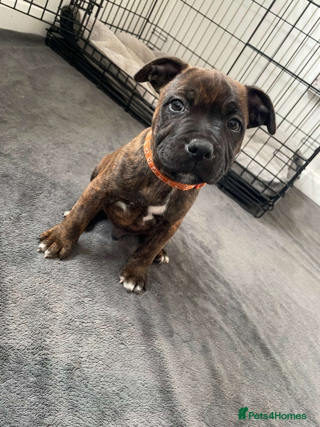 Staffordshire Bull Terrier dogs for sale: 🏅🏆 CHAMPION PLAY BOY STAFFY PUP LAST BOY!! - Image 14