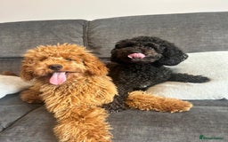 Mixed Breed dogs for sale: Labradoodle cavapoo puppies  - Image 8