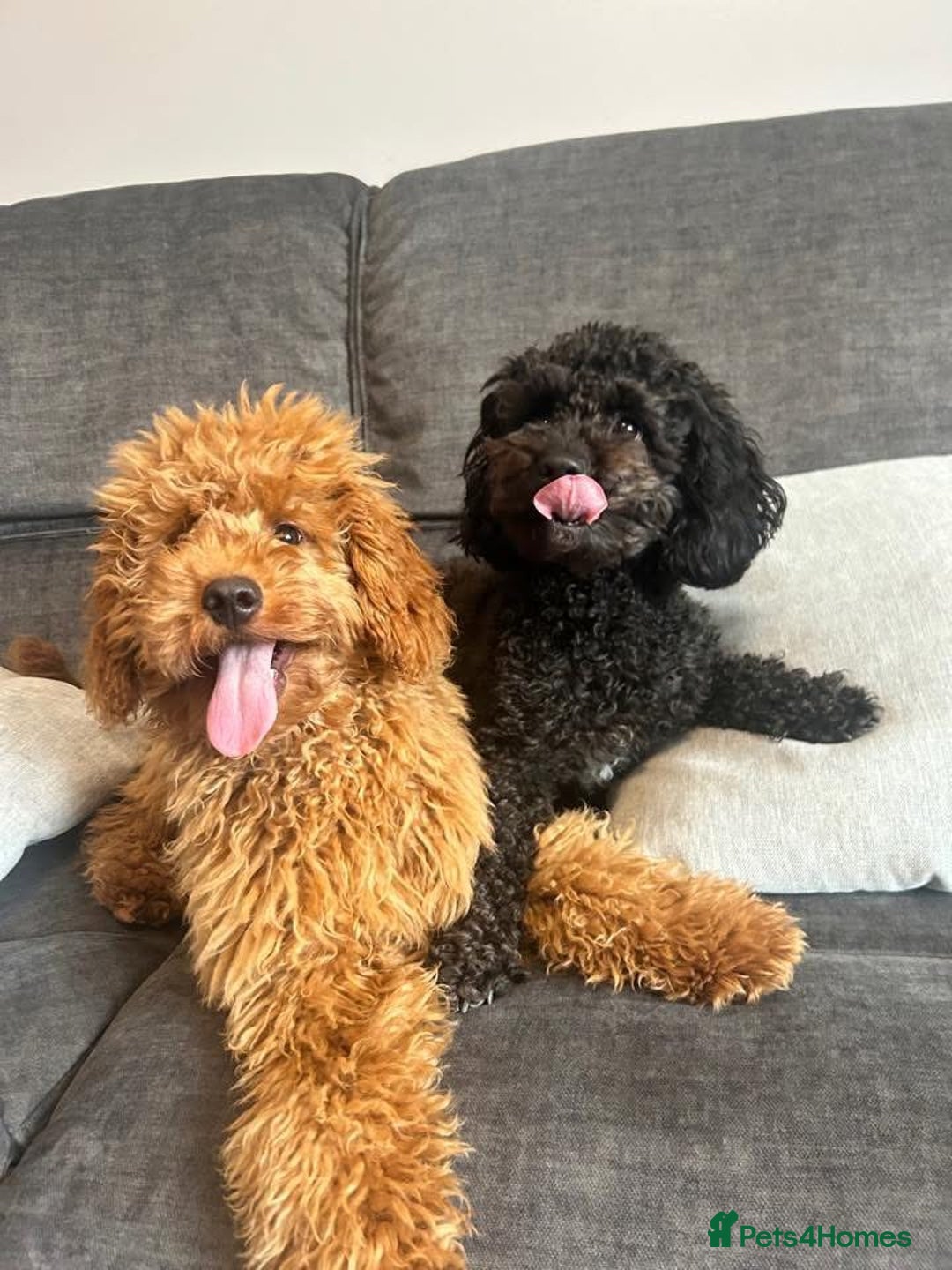 Mixed Breed dogs for sale: Labradoodle cavapoo puppies  - Image 8