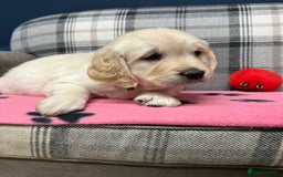 Golden Retriever dogs for sale: 🐶 Gorgeous Chunky Golden Retriever Puppies 🐶 - Advert 3