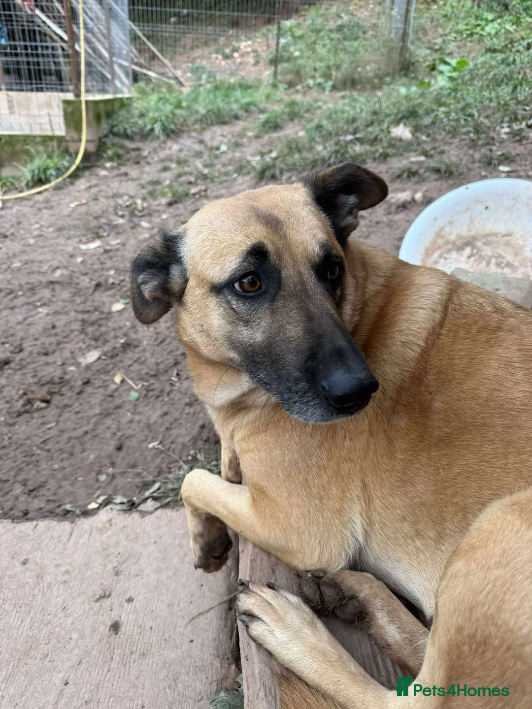 Mixed Breed dogs for adoption: Mara 💜 - Advert 4