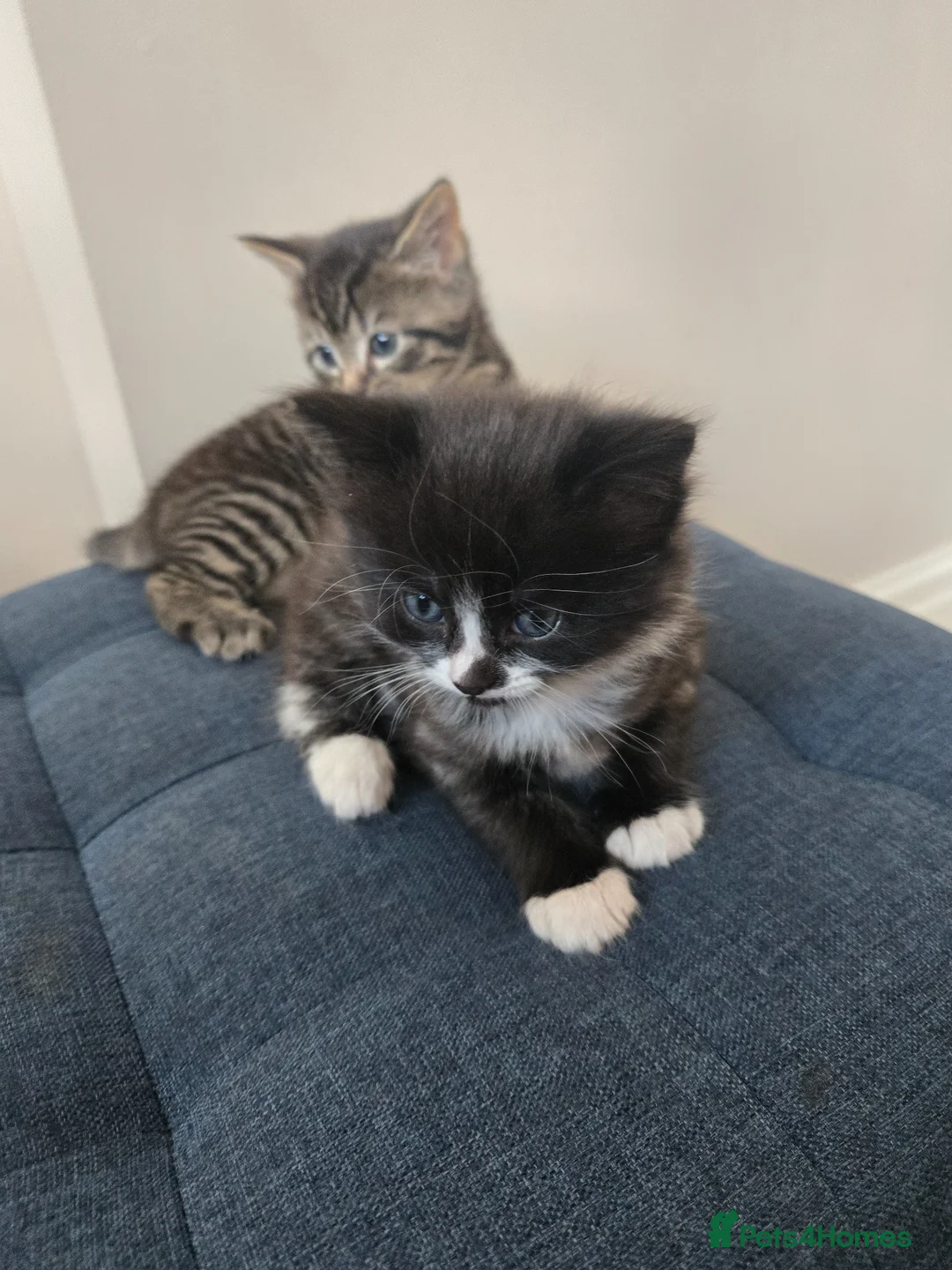 Mixed Breed cats for sale: Two male kittens for sale one black&White/tabby in Clacton-on-Sea - Advert 2