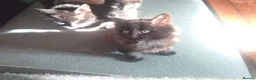 Mixed Breed cats for sale: 5 black kittens - Advert 2