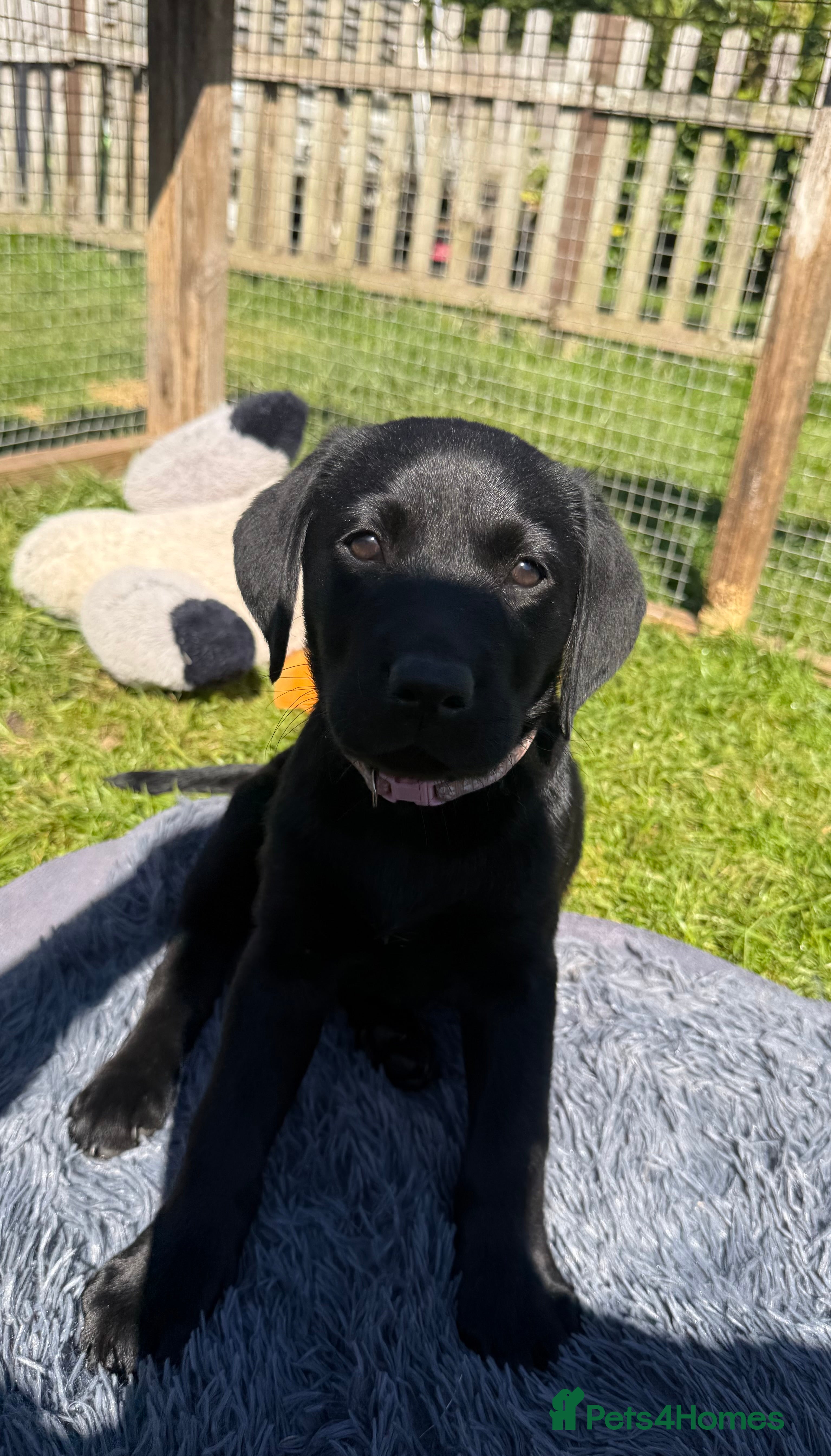 Labrador Retriever dogs Black Labrador puppies  - Advert 12