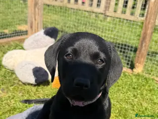 Labrador Retriever dogs Black Labrador puppies - Advert 4