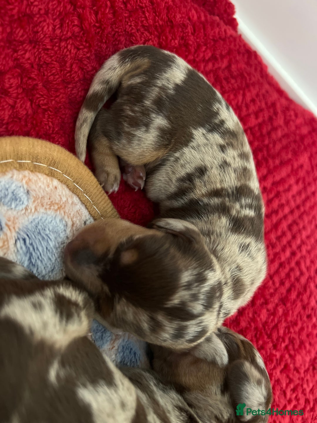 Dachshund dogs for sale: 5 beautiful daschund’s for sale  - Image 3