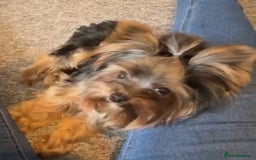 Yorkshire Terrier dogs for stud: Stud only, Exceptional miniature yorkshire terrier - Image 3
