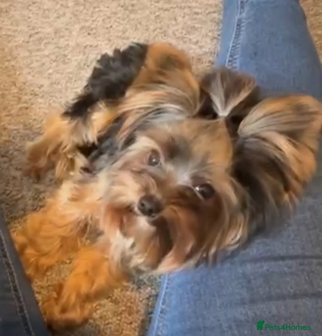 Yorkshire Terrier dogs for stud: Stud only, Exceptional miniature yorkshire terrier - Image 3