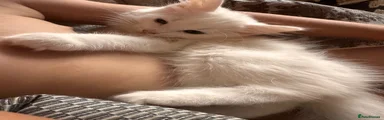 Mixed Breed 1