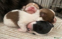 Pomeranian dogs for sale: Pomeranian puppies two males   - Image 5