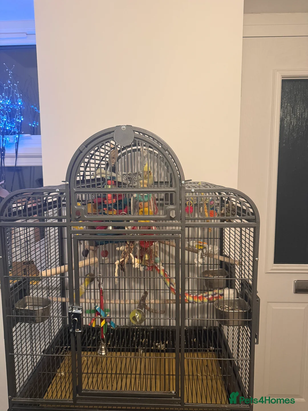 Cockatiels birds for sale: Reggie the cockatiel looking for a new home  - Advert 2