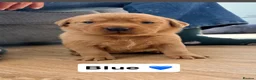 Labrador Retriever dogs for sale: Yellow/golden/ fox red puppies for Sale - Advert 7