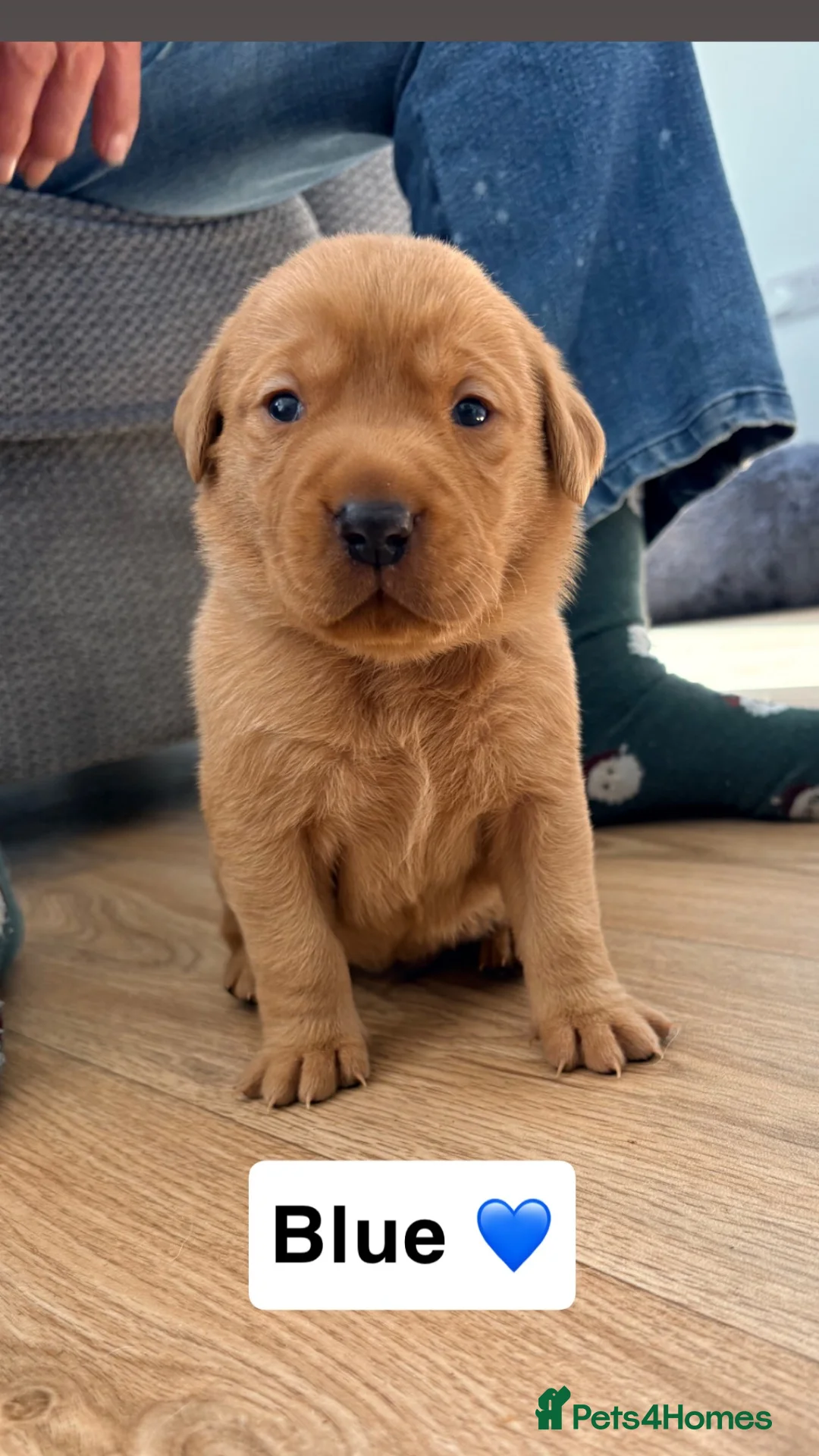 Labrador Retriever dogs for sale: Yellow/golden/ fox red puppies for Sale - Advert 7