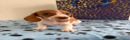 Miniature Dachshund dogs for sale: ⭐️💕miniature dachshund pups⭐️💕 - Advert 7