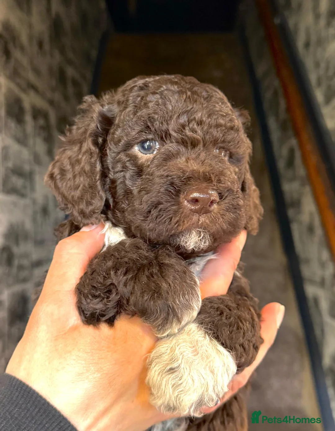 Lagotto Romagnolo dogs for stud: Kc reg proven dna tested lagotto  for stud £700 in Belper - Advert 13