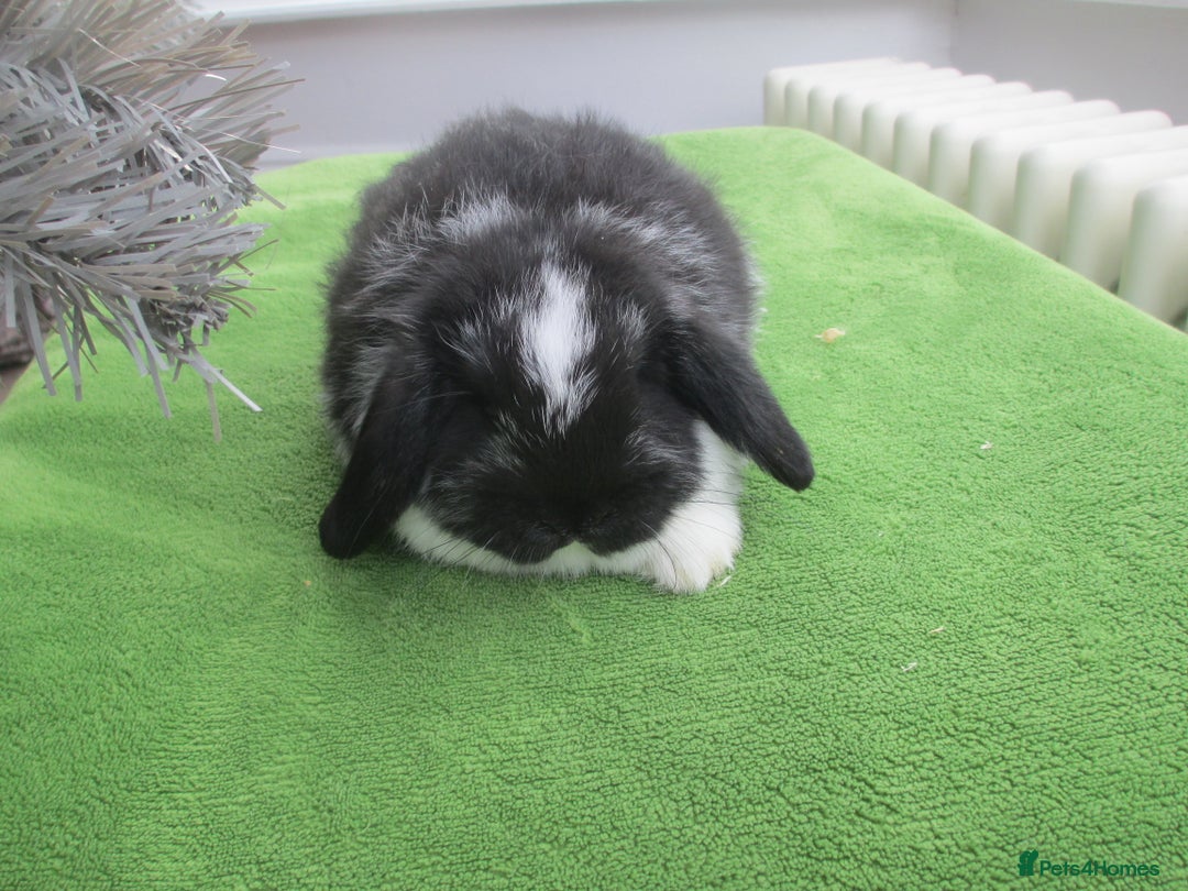 Mini Lop rabbits for sale: Baby Mini Lops - Advert 7
