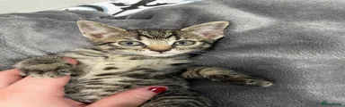 British Shorthair 4