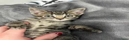 British Shorthair cats for sale: Kittens  - Advert 7