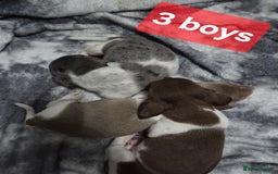Miniature Dachshund dogs for sale: Miniature dachshund puppies KC Reg - Image 13