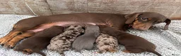 Miniature Dachshund dogs for sale: miniature dachshunds - Advert 2
