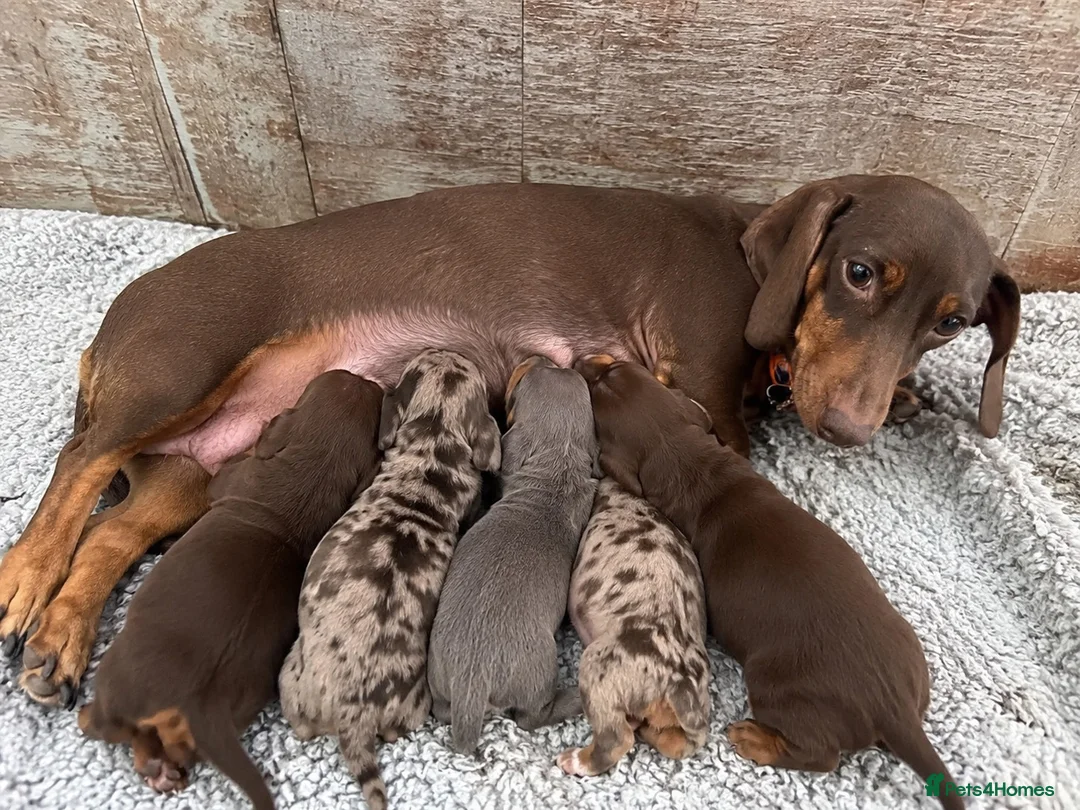 Miniature Dachshund dogs for sale: miniature dachshunds - Advert 2