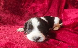 English Springer Spaniel dogs for sale: ⭐️ Ready Stunning KC DNA Vetted, home Ess Pups ⭐️ - Image 28