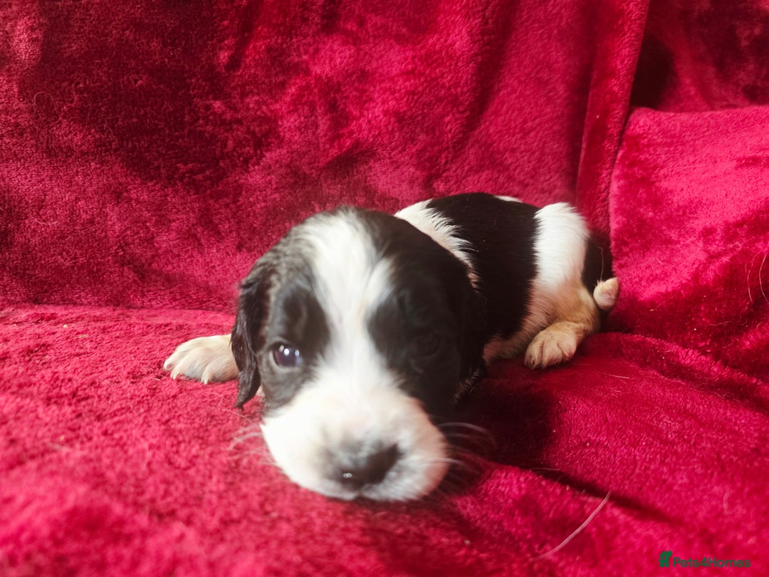 English Springer Spaniel dogs for sale: ⭐️ Ready Stunning KC DNA Vetted, home Ess Pups ⭐️ - Image 28