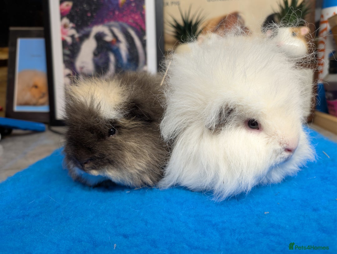 Guinea Pig rodents for sale: Swiss Guinea Pigs  - Advert 1