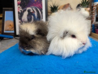 Guinea Pig rodents Swiss Guinea Pigs - Advert 2