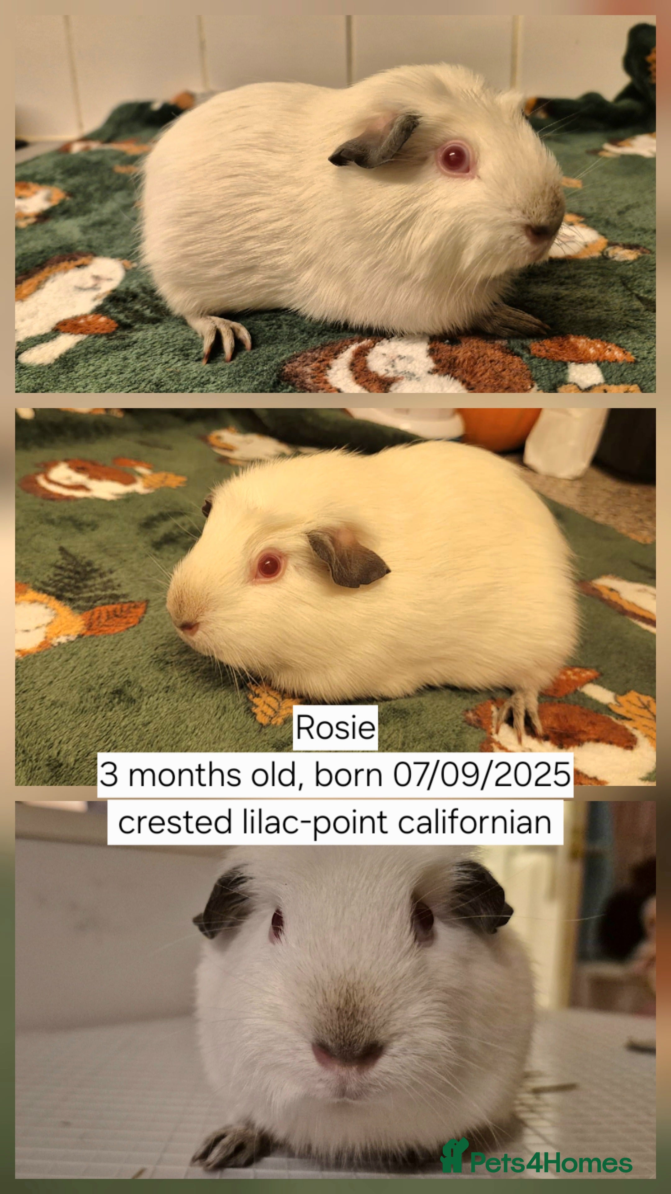 Guinea Pig rodents Two friendly baby sow guinea pigs for sale 👀🏡 - Advert 9