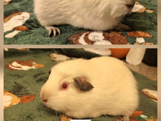 Guinea Pig rodents Two friendly baby sow guinea pigs for sale 👀🏡 - Advert 9