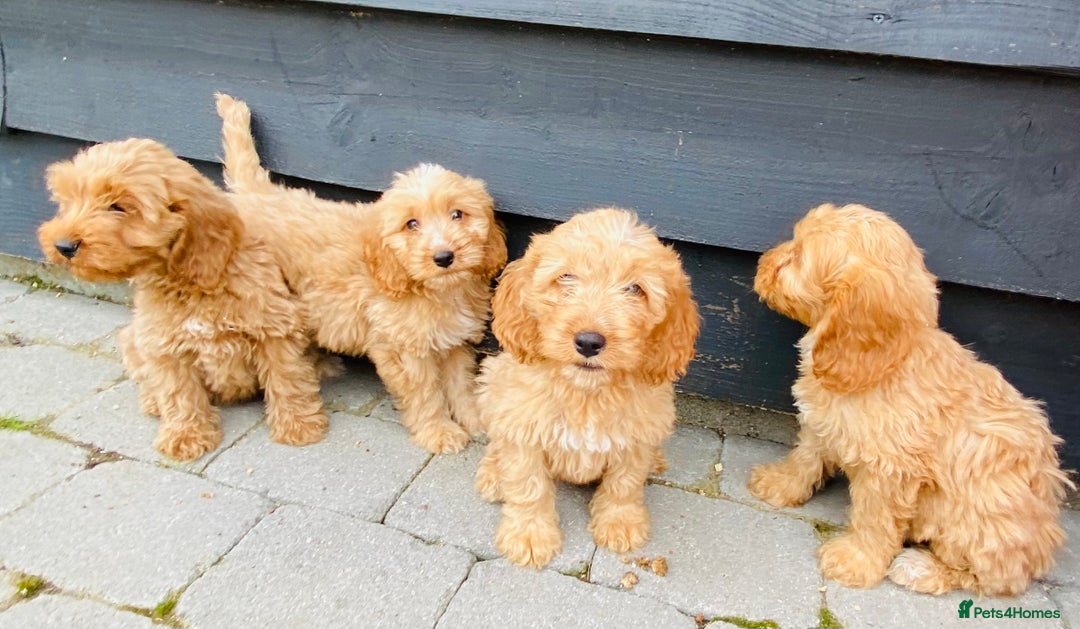Cockapoo dogs for sale: Gorgeous f1 cockerpoos - Image 9