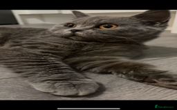 British Shorthair cats for sale: Beautiful British Shorthair Kittens  - Image 12