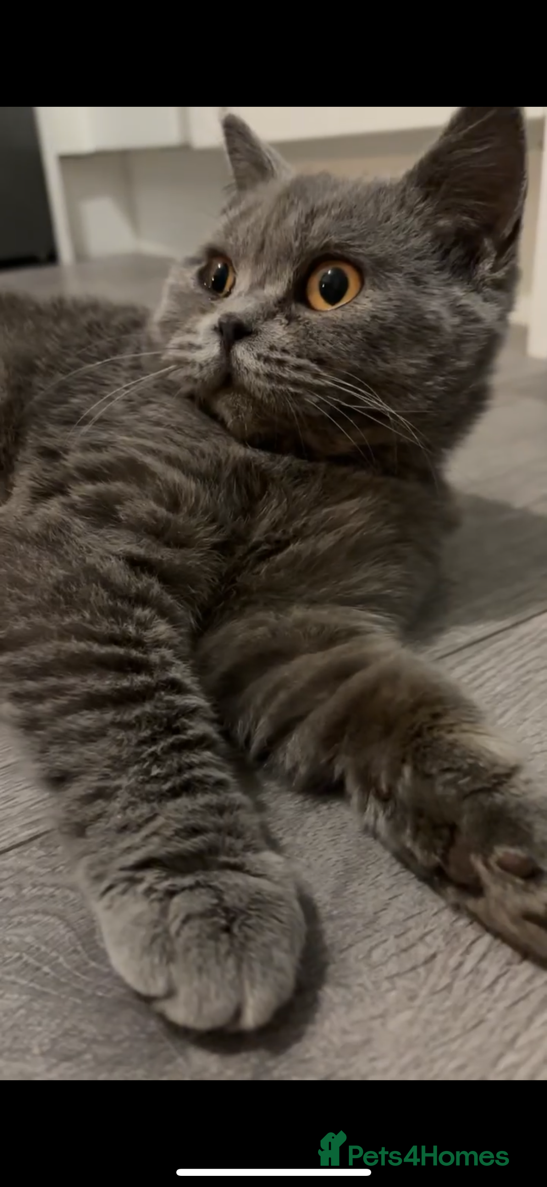 British Shorthair cats for sale: Beautiful British Shorthair Kittens  - Image 12