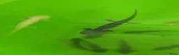 Axolotl reptiles for sale: Baby axolotls leucistic & black - Advert 5