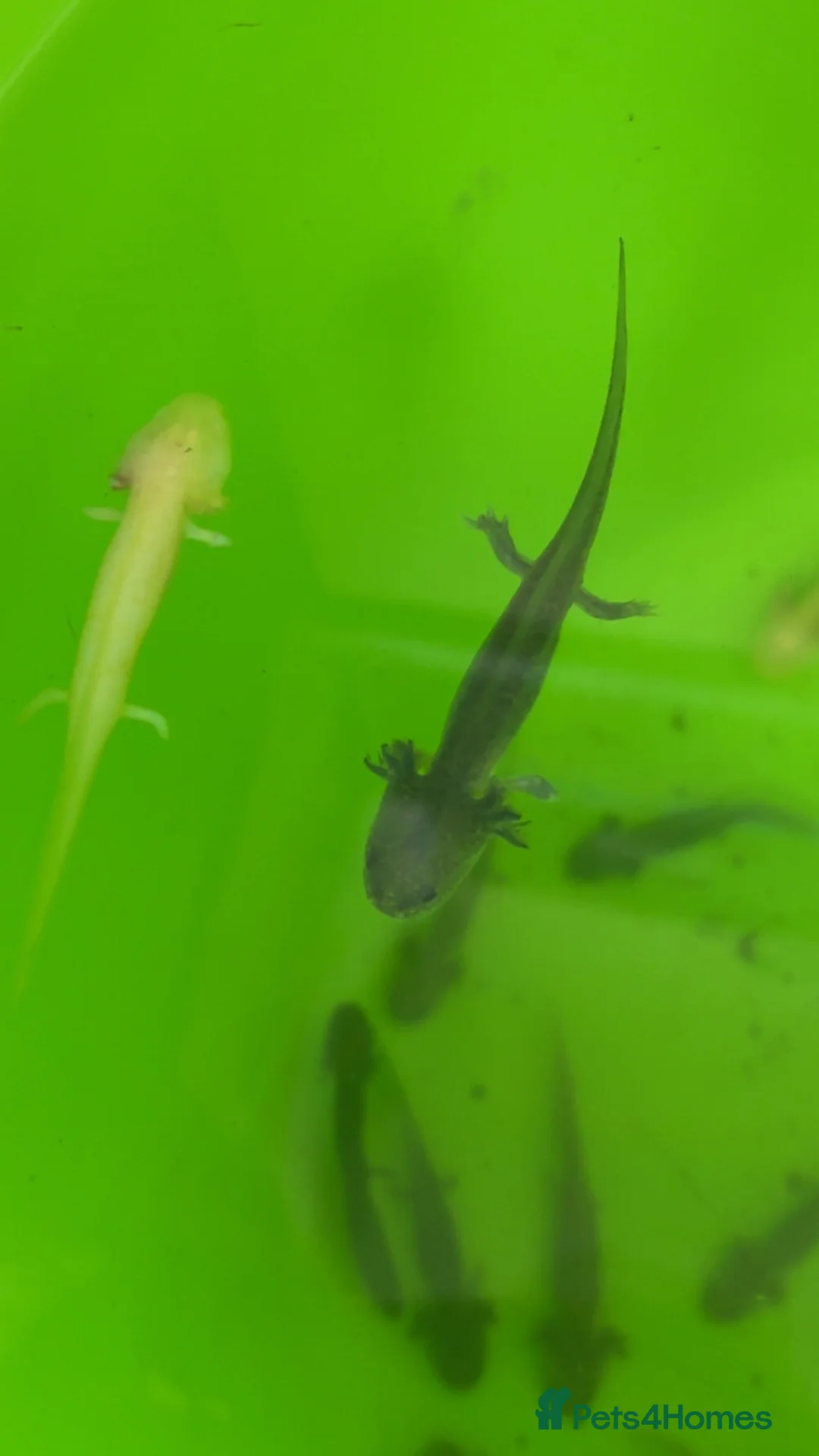 Axolotl reptiles for sale: Baby axolotls leucistic & black - Advert 5