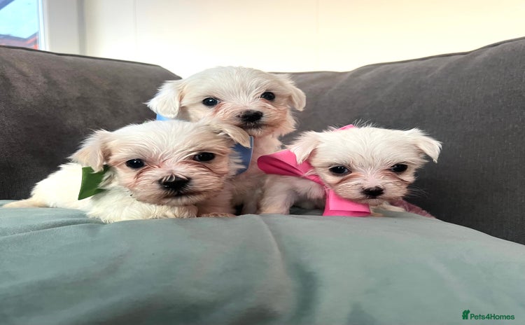 Maltese dogs - Advert 13