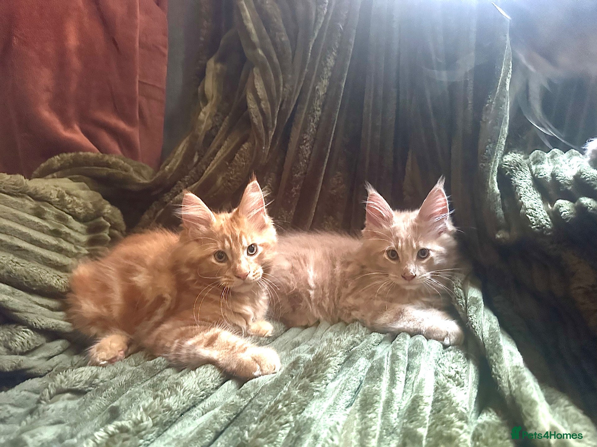 Maine Coon cats 🧡 Two Male Maine Coon Babies🧡 - Advert 5