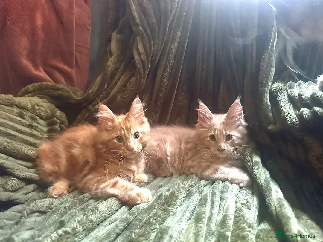 Maine Coon cats for sale: 🧡 Two Male Maine Coon Babies🧡 - Advert 1