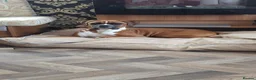 Boxer dogs for sale: Female bobtail boxer  in Abergele - Advert 2