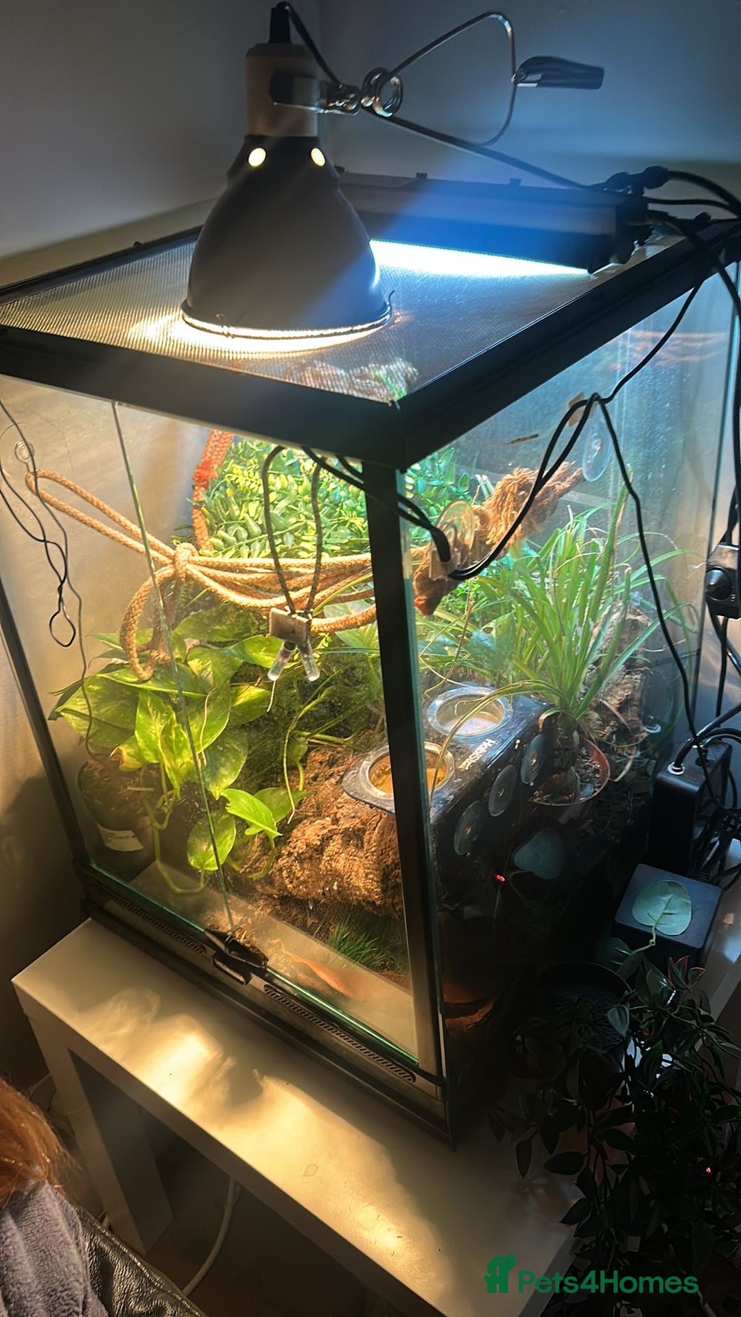 Gecko reptiles for sale: 2 x full paired crested gecko set ups available  - Advert 4