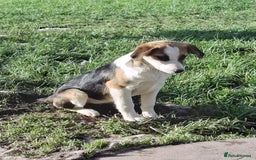 Mixed Breed dogs for sale: Sheepdog puppies - Image 3