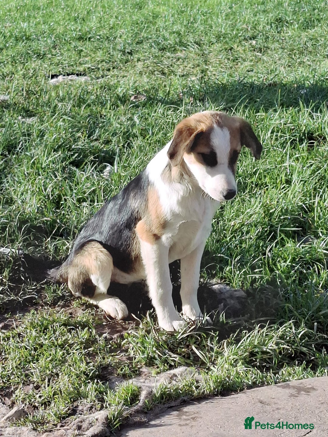 Mixed Breed dogs for sale: Sheepdog puppies - Image 3