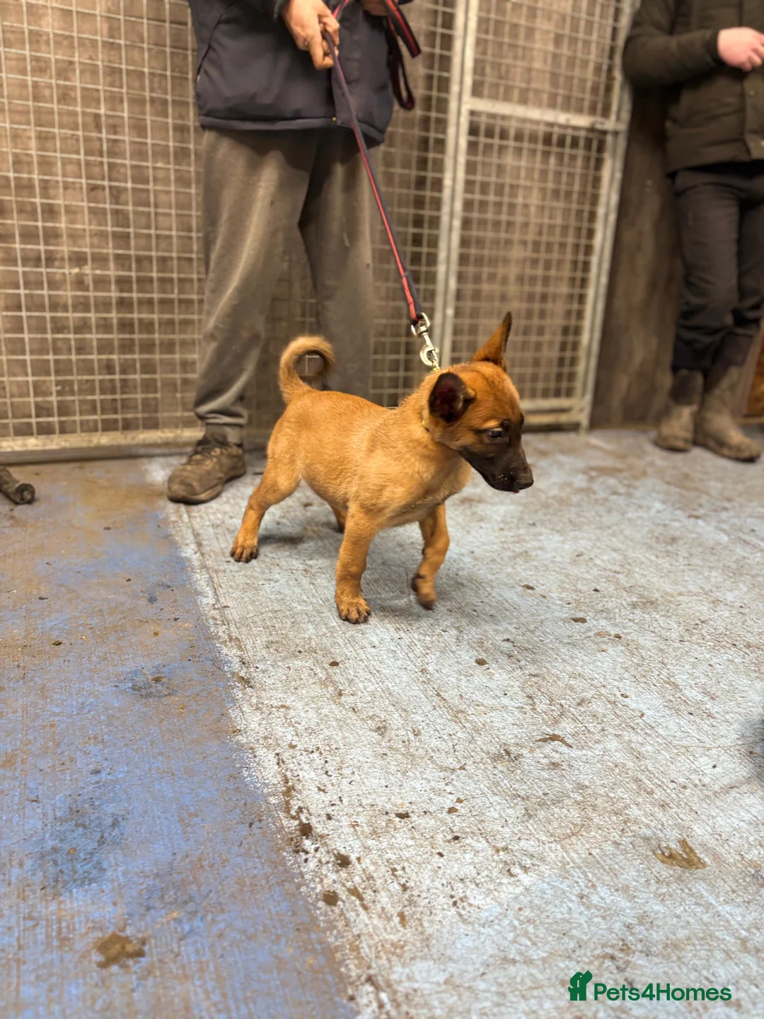 Belgian Shepherd Dog dogs for sale: Dutch Shepherd knpv - Advert 4