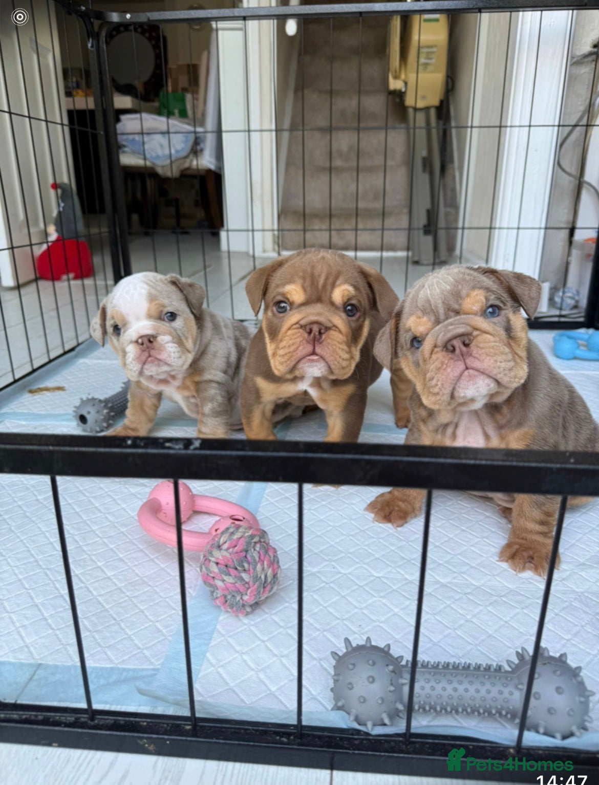 English Bulldog dogs English bulldog Fully KC registered @TheBullyLab26 - Advert 2
