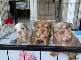 English Bulldog dogs English bulldog Fully KC registered @TheBullyLab26 - Advert 2